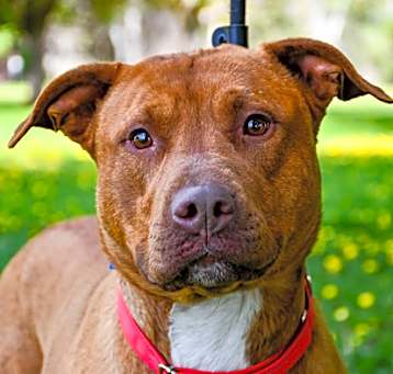 Photo of Copper