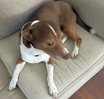 Photo of Grover