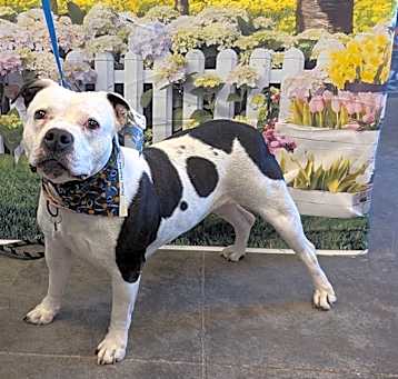 Photo of Betty