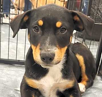 Photo of Lucky KK