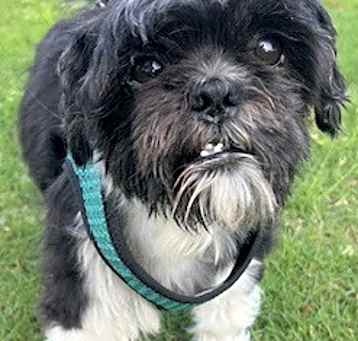 Photo of GIZMO