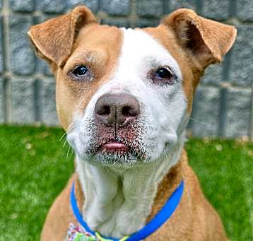 Photo of Brownie