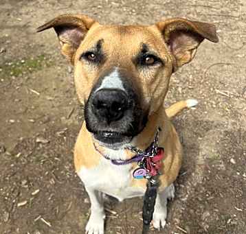 Photo of Misty