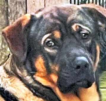 Photo of BOGART (ABANDONED-THROWN AWAY!