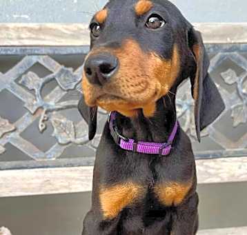 Photo of Linus