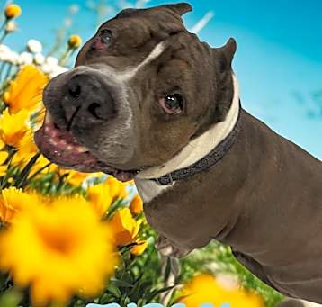Photo of Tyson