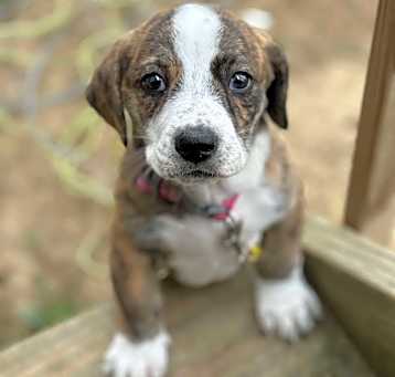 Photo of Tinker Bell (7 Basset’s)