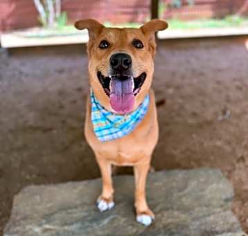 Photo of ROCKY
