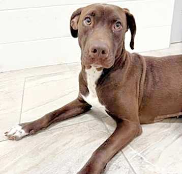 Photo of TULIP