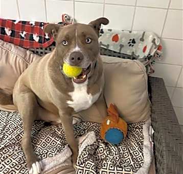 Photo of ROCKY