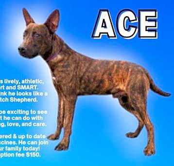 Photo of ACE