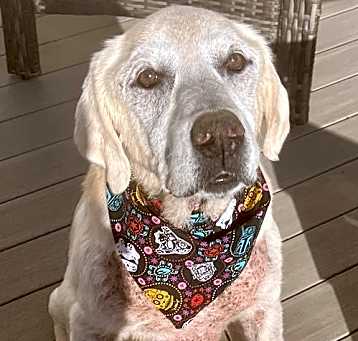 Photo of Casey
