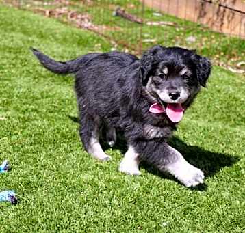 Photo of Baby Gypsy