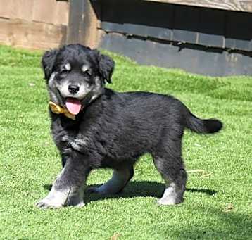 Photo of Baby Goldie