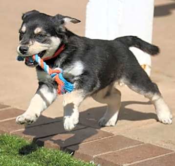 Photo of Baby Gidget