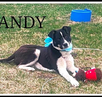 Photo of Dandy