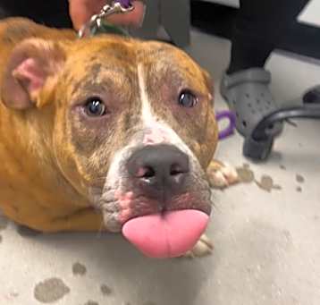 Photo of Scrappy
