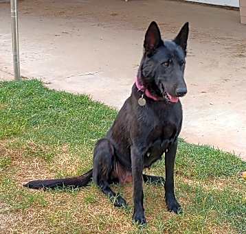 Photo of Raven