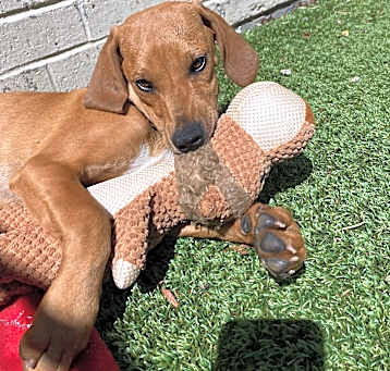 Photo of Roxy