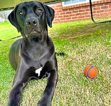Photo of Luna