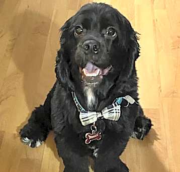 Photo of Boomer
