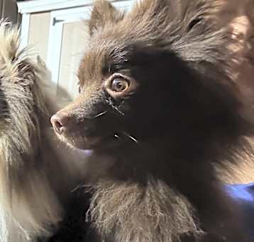 Photo of Koda Bear