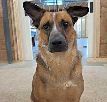 Photo of Opie