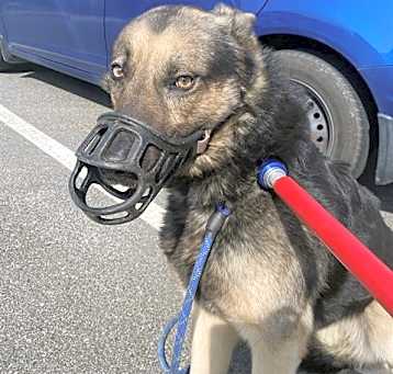 Photo of *ROSCO