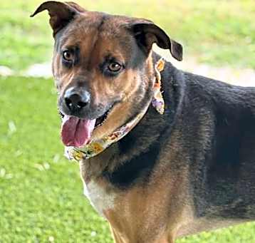 Photo of Colby (in foster)