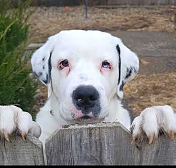 Photo of Butch