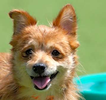 Photo of Rusty