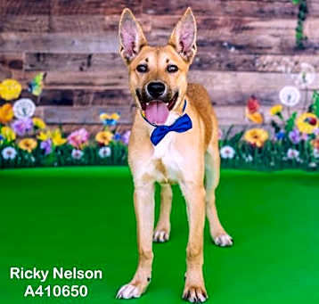 Photo of RICKY NELSON