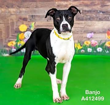 Photo of BANJO