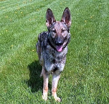 Photo of Sheba