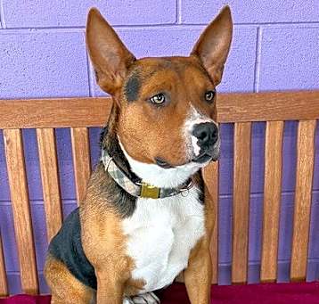 Photo of **WINSTON**