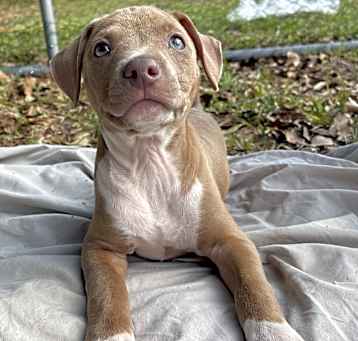 Photo of Honey