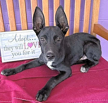 Photo of **HUXLEY**