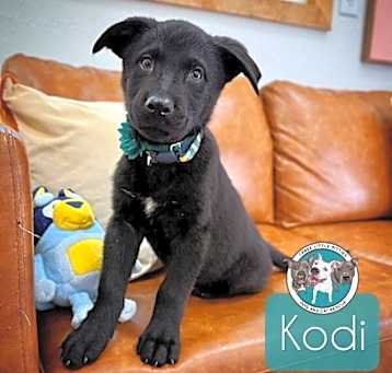 Photo of Kodi super swimming puppy girl