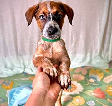 Photo of Buster Brown
