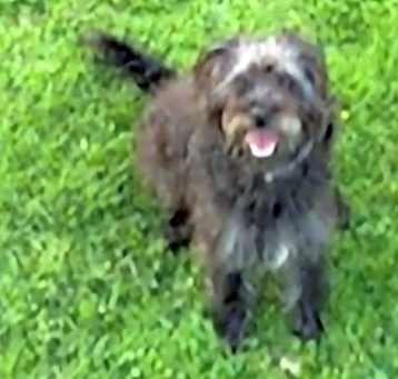 Photo of Honey