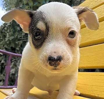 Photo of Bruiser
