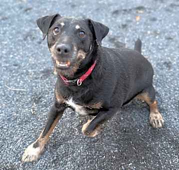 Photo of Diesel