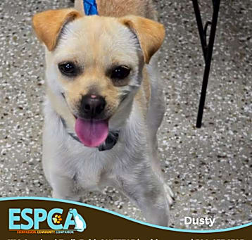 Photo of Dusty