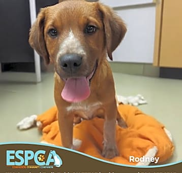 Photo of Rodney