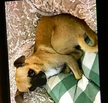 Photo of Louie