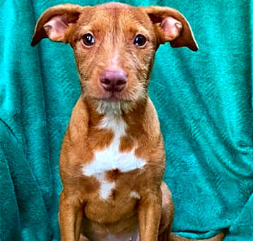 Photo of Penny