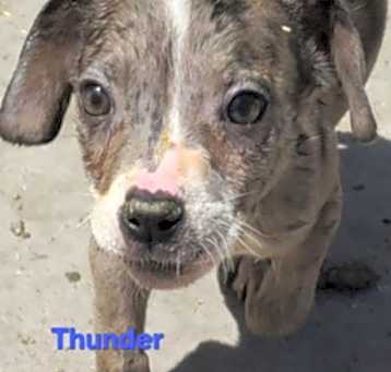 Photo of Thunderbolt