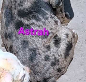 Photo of Astrah