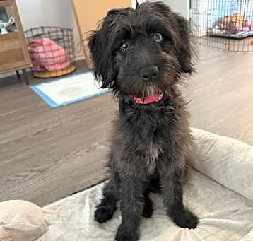 Photo of Luna