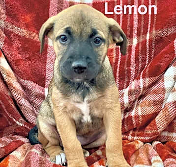 Photo of LEMON